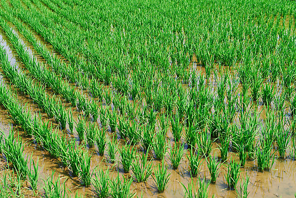 포토 JPG 주간 농업 논 풍경 사람없음 야외 농사 벼 농촌 시골 충청남도 외암리 아산 국내포토 자연요소 산업 곡류 충청도 파일형식