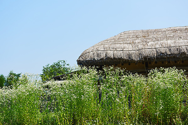 포토 JPG 주간 풍경 사람없음 야외 들꽃 농촌 시골 충청남도 외암리 아산 초가지붕 국내포토 자연요소 꽃 지붕 충청도 파일형식