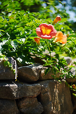 포토 JPG 주간 돌담 풍경 사람없음 야외 아웃포커스 농촌 시골 충청남도 능소화 외암리 아산 국내포토 자연요소 꽃 촬영기법 담장 돌_바위 충청도 파일형식