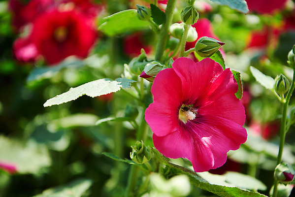 포토 JPG 주간 풍경 사람없음 야외 아웃포커스 농촌 시골 충청남도 외암리 접시꽃 아산 국내포토 자연요소 꽃 촬영기법 충청도 파일형식