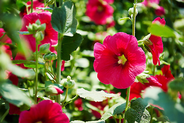 포토 JPG 주간 풍경 사람없음 야외 아웃포커스 농촌 시골 소프트포커스 충청남도 외암리 접시꽃 아산 국내포토 자연요소 꽃 촬영기법 충청도 파일형식