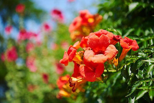 포토 JPG 주간 풍경 사람없음 야외 아웃포커스 농촌 시골 충청남도 능소화 외암리 아산 국내포토 자연요소 꽃 촬영기법 충청도 파일형식