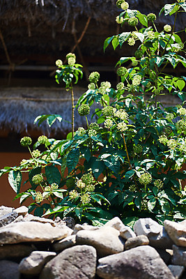 포토 JPG 주간 꽃 돌담 풍경 사람없음 야외 농촌 시골 충청남도 외암리 아산 국내포토 자연요소 식물 담장 돌_바위 충청도 파일형식