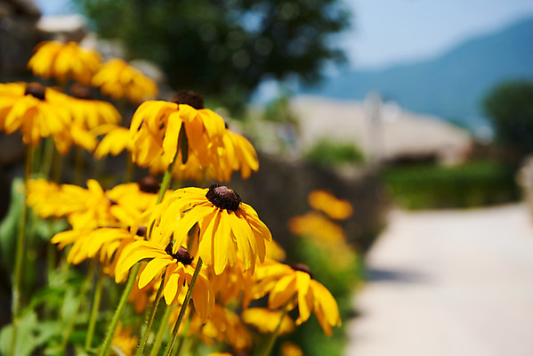 포토 JPG 주간 풍경 사람없음 야외 아웃포커스 농촌 시골 충청남도 루드베키아 외암리 아산 국내포토 자연요소 꽃 촬영기법 충청도 파일형식