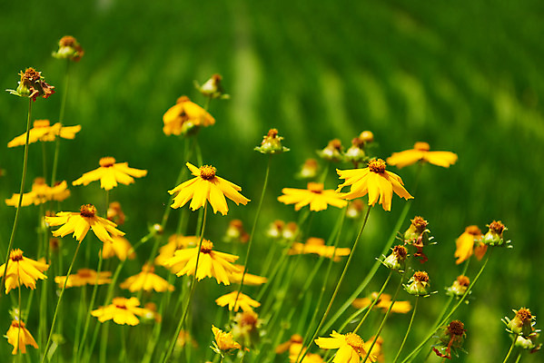 포토 JPG 주간 논 풍경 사람없음 야외 아웃포커스 농촌 시골 충청남도 루드베키아 외암리 아산 국내포토 자연요소 꽃 농업 촬영기법 충청도 파일형식