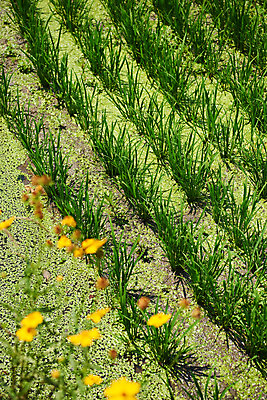 포토 JPG 주간 농업 논 풍경 사람없음 야외 벼 농촌 시골 소프트포커스 충청남도 루드베키아 외암리 아산 국내포토 자연요소 꽃 산업 곡류 촬영기법 충청도 파일형식