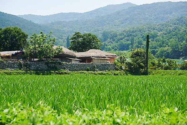 포토 JPG 주간 농업 산 논 초가집 풍경 사람없음 야외 농촌 시골 충청남도 외암리 아산 국내포토 자연요소 산업 한옥 충청도 파일형식