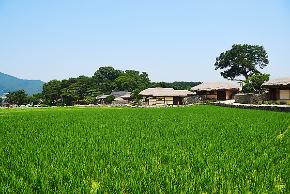 포토 JPG 주간 농업 논 초가집 풍경 사람없음 야외 농촌 시골 충청남도 외암리 아산 국내포토 자연요소 산업 한옥 충청도 파일형식