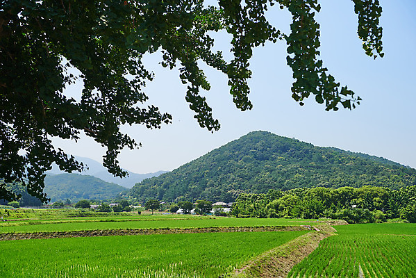 포토 JPG 주간 농업 나뭇잎 산 논 풍경 사람없음 야외 농촌 시골 충청남도 외암리 아산 국내포토 자연요소 산업 잎 충청도 파일형식