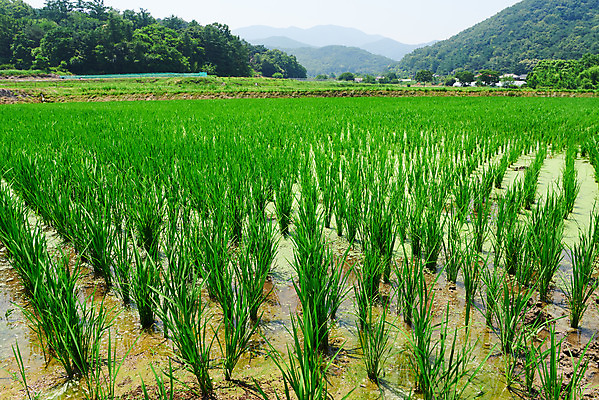 포토 JPG 주간 농업 논 풍경 사람없음 야외 농사 벼 농촌 시골 충청남도 외암리 아산 국내포토 자연요소 산업 곡류 충청도 파일형식