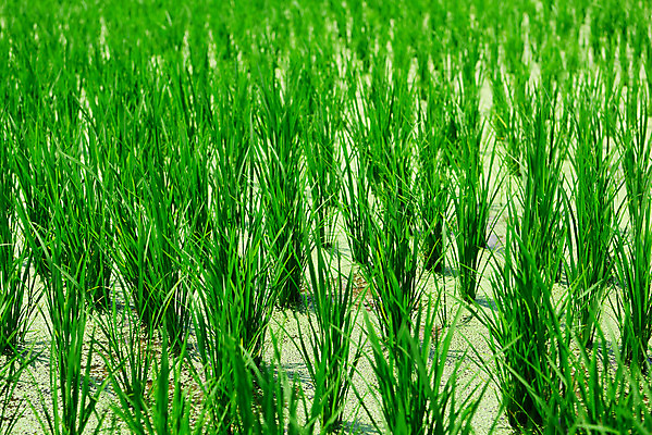 포토 JPG 주간 농업 논 풍경 사람없음 야외 농사 벼 농촌 시골 충청남도 외암리 아산 국내포토 자연요소 산업 곡류 충청도 파일형식