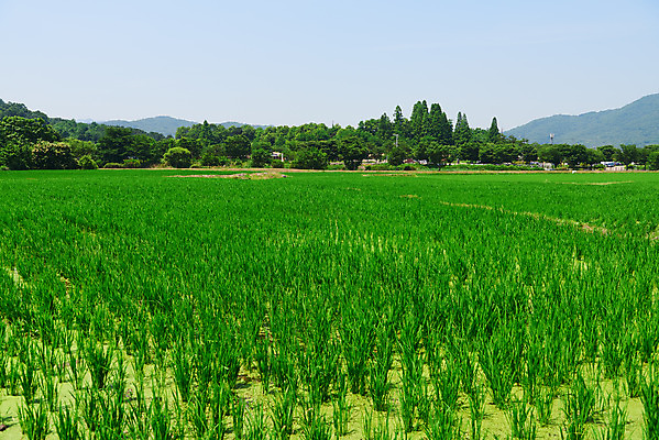 포토 JPG 주간 농업 논 풍경 사람없음 야외 농사 벼 농촌 시골 충청남도 외암리 아산 국내포토 자연요소 산업 곡류 충청도 파일형식