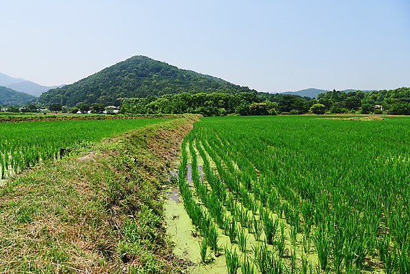 포토 JPG 주간 농업 논 풍경 사람없음 야외 농사 벼 농촌 시골 충청남도 외암리 아산 국내포토 자연요소 산업 곡류 충청도 파일형식