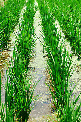 포토 JPG 주간 농업 논 풍경 사람없음 야외 농사 벼 농촌 시골 충청남도 외암리 아산 국내포토 자연요소 산업 곡류 충청도 파일형식