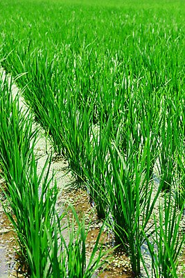 포토 JPG 주간 농업 논 풍경 사람없음 야외 농사 벼 농촌 시골 충청남도 외암리 아산 국내포토 자연요소 산업 곡류 충청도 파일형식