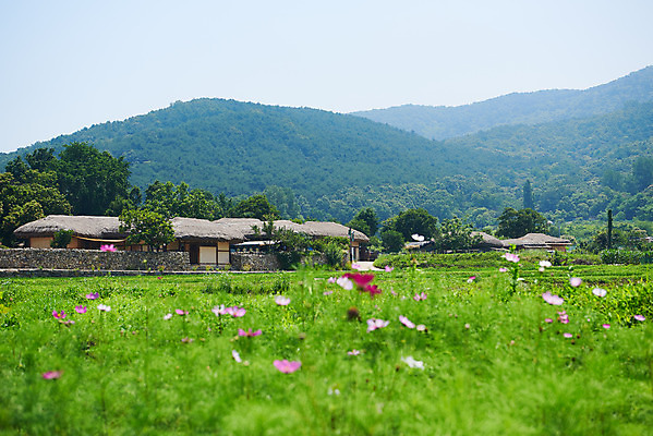 포토 JPG 주간 산 초가집 풍경 사람없음 야외 농촌 시골 충청남도 코스모스 외암리 아산 국내포토 자연요소 꽃 한옥 충청도 파일형식