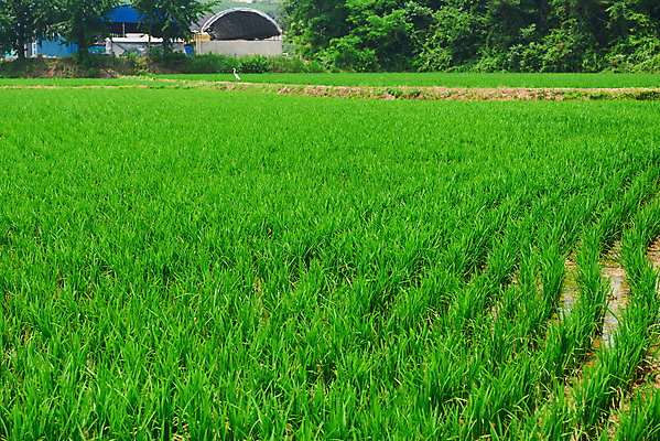 포토 JPG 주간 농업 논 풍경 사람없음 야외 농사 벼 농촌 시골 국내포토 예산군 자연요소 산업 곡류 충청남도 파일형식