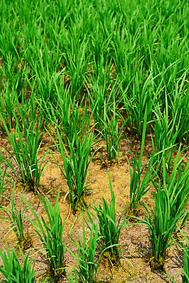 포토 JPG 주간 농업 논 풍경 사람없음 야외 농사 벼 농촌 시골 국내포토 예산군 자연요소 산업 곡류 충청남도 파일형식