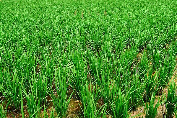 포토 JPG 주간 농업 논 풍경 사람없음 야외 농사 벼 농촌 시골 국내포토 예산군 자연요소 산업 곡류 충청남도 파일형식