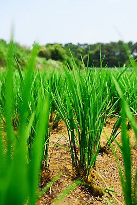 포토 JPG 주간 농업 논 풍경 사람없음 야외 아웃포커스 농사 벼 농촌 시골 소프트포커스 국내포토 예산군 자연요소 산업 곡류 촬영기법 충청남도 파일형식