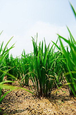 포토 JPG 주간 농업 논 풍경 사람없음 야외 농사 벼 농촌 시골 소프트포커스 국내포토 예산군 자연요소 산업 곡류 촬영기법 충청남도 파일형식
