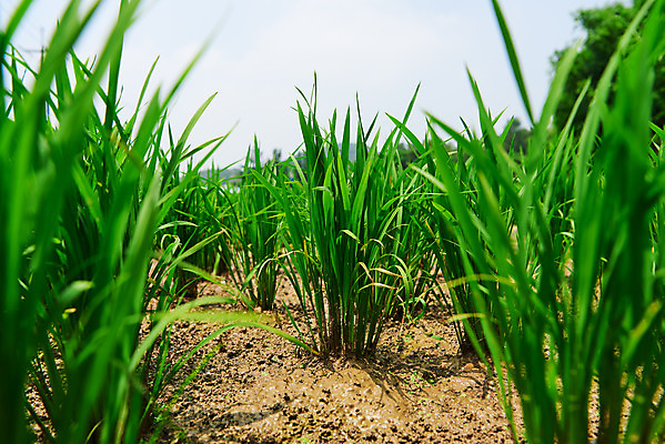 포토 JPG 주간 농업 논 풍경 사람없음 야외 농사 벼 농촌 시골 소프트포커스 국내포토 예산군 자연요소 산업 곡류 촬영기법 충청남도 파일형식