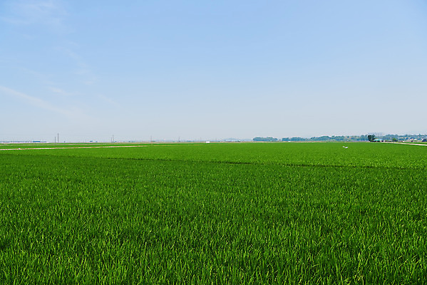 포토 JPG 주간 농업 하늘 논 풍경 사람없음 야외 농촌 시골 당진 국내포토 자연요소 산업 충청남도 파일형식