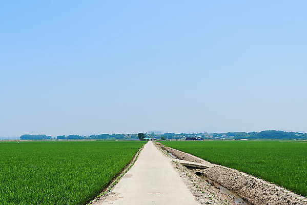 포토 JPG 주간 길 농업 하늘 논 풍경 사람없음 야외 농촌 시골 당진 국내포토 자연요소 산업 충청남도 파일형식
