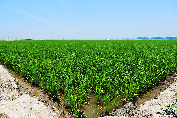 포토 JPG 주간 농업 논 풍경 사람없음 야외 농사 벼 농촌 시골 당진 국내포토 자연요소 산업 곡류 충청남도 파일형식