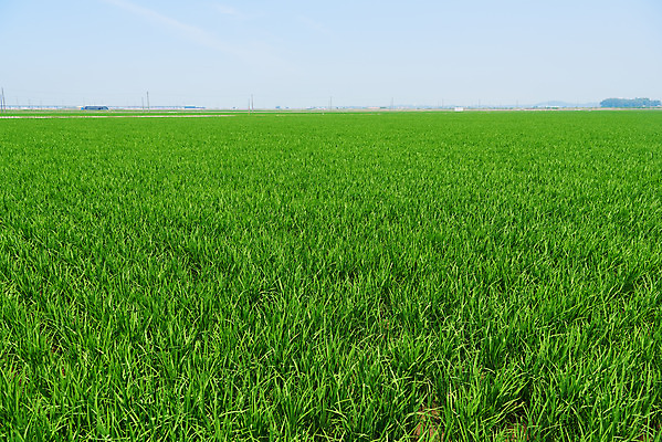 포토 JPG 주간 농업 논 풍경 사람없음 야외 농사 벼 농촌 시골 당진 국내포토 자연요소 산업 곡류 충청남도 파일형식