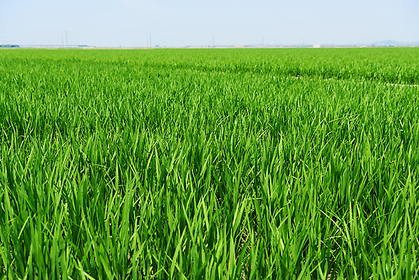 포토 JPG 주간 농업 논 풍경 사람없음 야외 농사 벼 농촌 시골 당진 국내포토 자연요소 산업 곡류 충청남도 파일형식