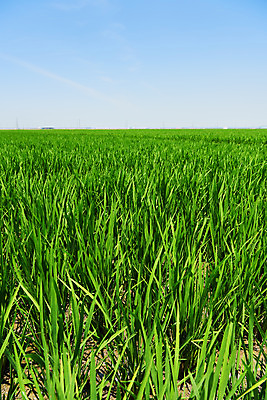 포토 JPG 주간 농업 논 풍경 사람없음 야외 농사 벼 농촌 시골 당진 국내포토 자연요소 산업 곡류 충청남도 파일형식