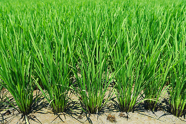 포토 JPG 주간 농업 논 풍경 사람없음 야외 농사 벼 농촌 시골 당진 국내포토 자연요소 산업 곡류 충청남도 파일형식