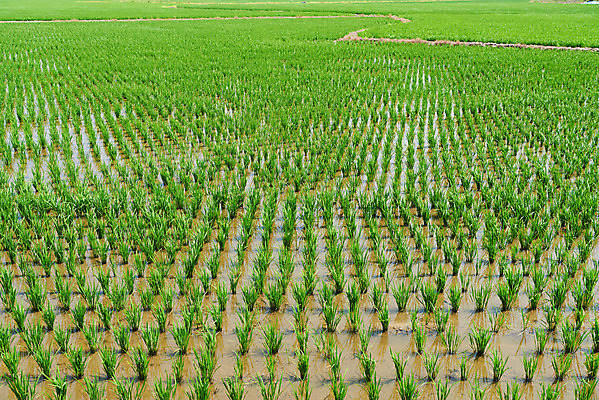 포토 JPG 주간 농업 논 풍경 사람없음 야외 농사 벼 농촌 시골 당진 국내포토 자연요소 산업 곡류 충청남도 파일형식