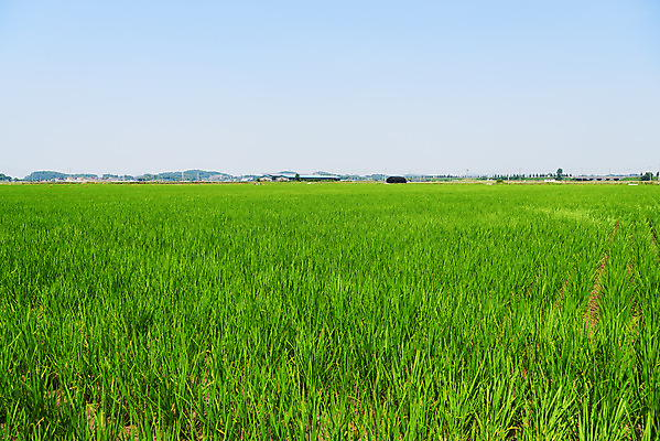 포토 JPG 주간 농업 논 풍경 사람없음 야외 농사 벼 농촌 시골 평택 국내포토 자연요소 산업 곡류 경기도 파일형식