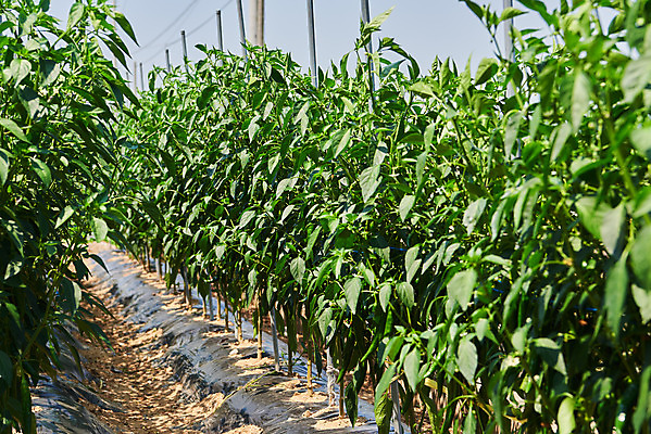 포토 JPG 주간 농업 풍경 사람없음 야외 농사 농촌 시골 고추밭 평택 국내포토 자연요소 산업 밭 경기도 파일형식