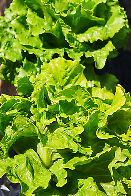 포토 JPG 주간 농업 풍경 사람없음 야외 농사 농촌 시골 상추 평택 국내포토 자연요소 산업 채소 경기도 파일형식