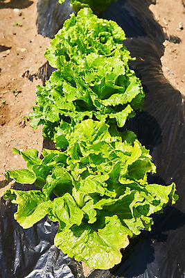 포토 JPG 주간 농업 풍경 사람없음 야외 농사 농촌 시골 상추 평택 국내포토 자연요소 산업 채소 경기도 파일형식