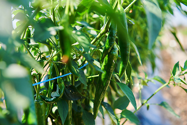 포토 JPG 주간 농업 고추 풍경 사람없음 야외 아웃포커스 농사 농촌 시골 소프트포커스 고추밭 평택 국내포토 자연요소 산업 밭 채소 촬영기법 경기도 파일형식
