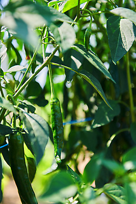 포토 JPG 주간 농업 고추 풍경 사람없음 야외 아웃포커스 농사 농촌 시골 소프트포커스 고추밭 평택 국내포토 자연요소 산업 밭 채소 촬영기법 경기도 파일형식