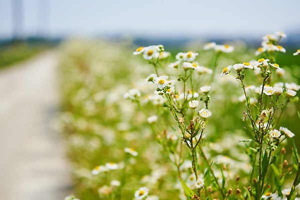 포토 JPG 주간 꽃 길 풍경 사람없음 야외 아웃포커스 농촌 시골 캐모마일 평택 국내포토 자연요소 식물 촬영기법 허브 경기도 파일형식