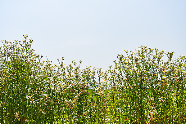포토 JPG 주간 꽃 하늘 풍경 사람없음 야외 농촌 시골 캐모마일 평택 국내포토 자연요소 식물 허브 경기도 파일형식