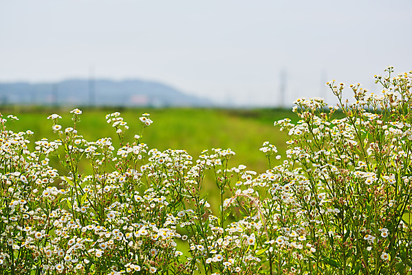 포토 JPG 주간 꽃 풍경 사람없음 야외 아웃포커스 농촌 시골 캐모마일 평택 국내포토 자연요소 식물 촬영기법 허브 경기도 파일형식