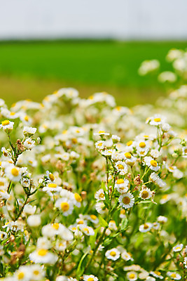 포토 JPG 주간 꽃 풍경 사람없음 야외 아웃포커스 농촌 시골 소프트포커스 캐모마일 평택 국내포토 자연요소 식물 촬영기법 허브 경기도 파일형식
