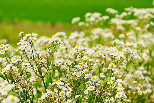 포토 JPG 주간 꽃 풍경 사람없음 야외 아웃포커스 농촌 시골 캐모마일 평택 국내포토 자연요소 식물 촬영기법 허브 경기도 파일형식
