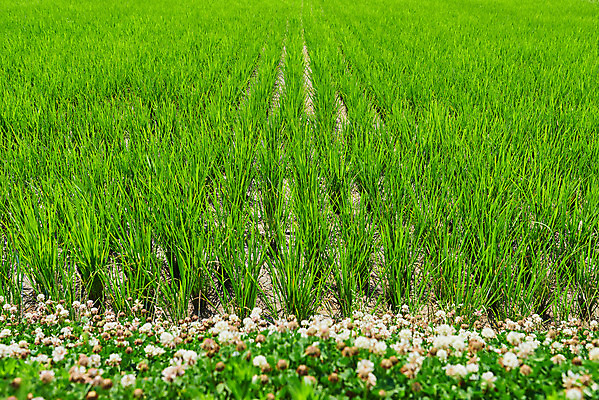 포토 JPG 주간 농업 논 풍경 사람없음 야외 농사 벼 농촌 시골 평택 국내포토 자연요소 산업 곡류 경기도 파일형식