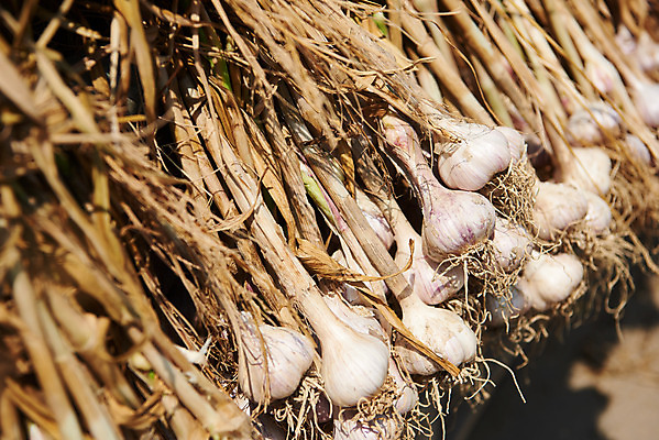 포토 JPG 주간 농업 마늘 사람없음 야외 아웃포커스 농작물 농사 농촌 시골 소프트포커스 평택 국내포토 자연요소 산업 채소 촬영기법 경기도 파일형식