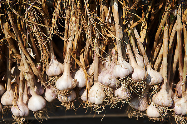 포토 JPG 주간 농업 마늘 사람없음 야외 농작물 농사 농촌 시골 평택 국내포토 자연요소 산업 채소 경기도 파일형식