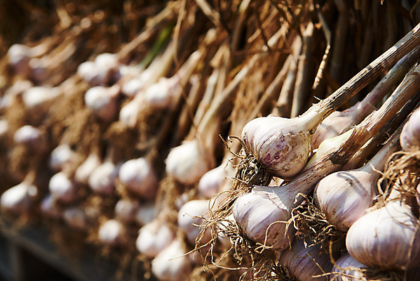 포토 JPG 주간 농업 마늘 사람없음 야외 아웃포커스 농작물 농사 농촌 시골 평택 국내포토 자연요소 산업 채소 촬영기법 경기도 파일형식