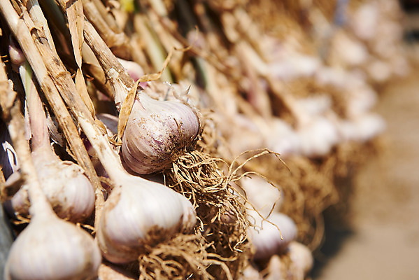 포토 JPG 주간 농업 마늘 사람없음 야외 농작물 농사 농촌 시골 평택 국내포토 자연요소 산업 채소 경기도 파일형식